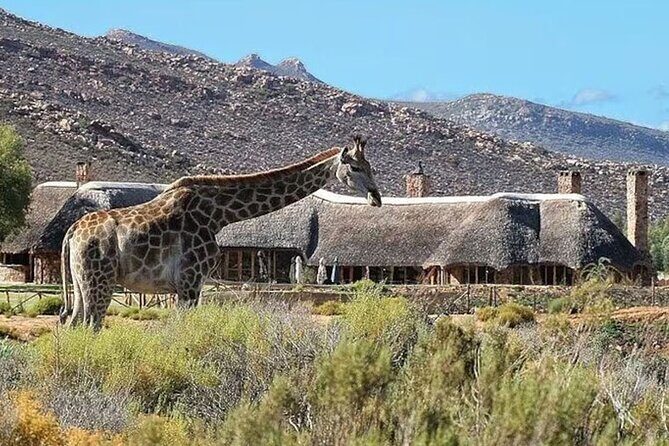 Aquila Game Reserve Big 5 Safari with Wine Tasting and Lunch - What’s included, what’s not, and how to budget without surprises