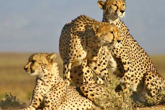 Aquila Game Reserve Big 5 Safari with Wine Tasting and Lunch - Guides and on-time execution: what you should expect