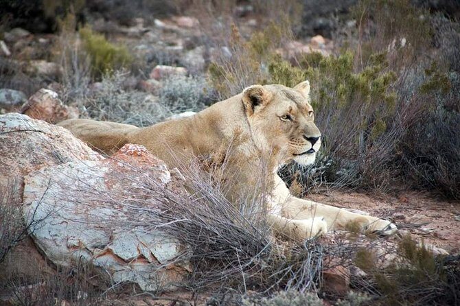 Aquila Game Reserve Cape Town Safari - Key things to know before you go
