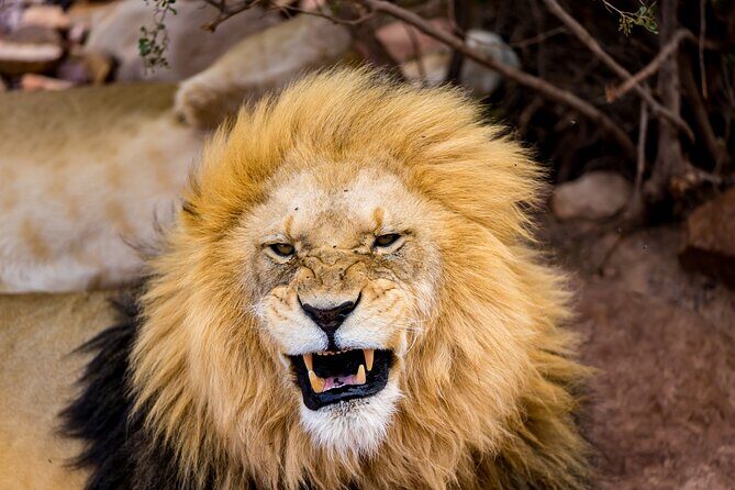 Aquila Game Reserve Safari with Park Fees, Transport & Lunch - Key things to know before you go