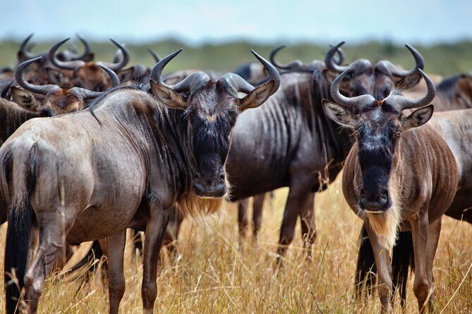 Aquila Game Reserve Safari with Park Fees, Transport & Lunch - Morning pickup in Cape Town: what the first hour really feels like