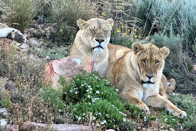 Aquila Game Reserve Safari with Park Fees, Transport & Lunch - Arriving at Aquila: welcome drink, buffet lunch, then the 3-hour open safari