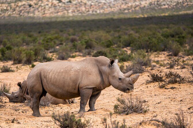Aquila Game Reserve Safari with Park Fees, Transport & Lunch - Wildlife spotting: how to set expectations and still get that wow moment