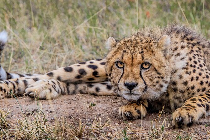 Aquila Game Reserve Safari with Park Fees, Transport & Lunch - The drive experience matters: guides like Ray, Collen, Josh, James, and Ebby