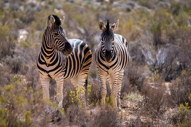 Aquila Game Reserve Safari with Park Fees, Transport & Lunch - Price and value check: what $238.11 really buys you