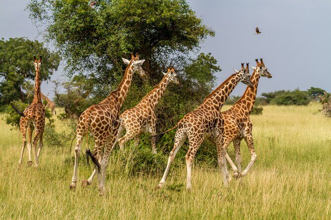 Aquila Game Reserve Safari with Park Fees, Transport & Lunch - Quick packing and day-of tips for a smoother safari