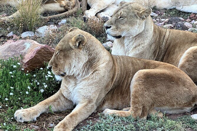 Aquila Game Reserve Safari with Park Fees, Transport & Lunch - N1 drive via Paarl and the Cape Winelands: the scenery break you actually need