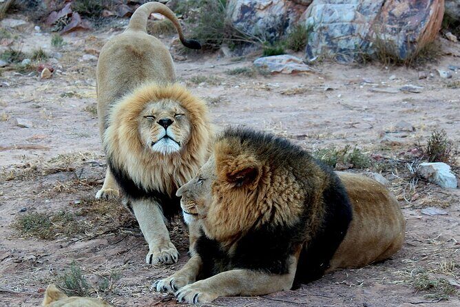 Aquila Game Reserve Safari with wine tasting, Transport & Lunch - Key points before you go