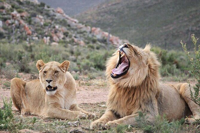 Aquila Game Reserve Safari with wine tasting, Transport & Lunch - Potential hiccups: extra fees, weather dependence, and schedule sensitivity