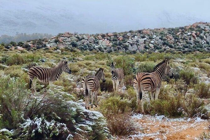Aquila Game Reserve Sunset Safari - Timing details: why a 12:00 pm start sets you up for sunset