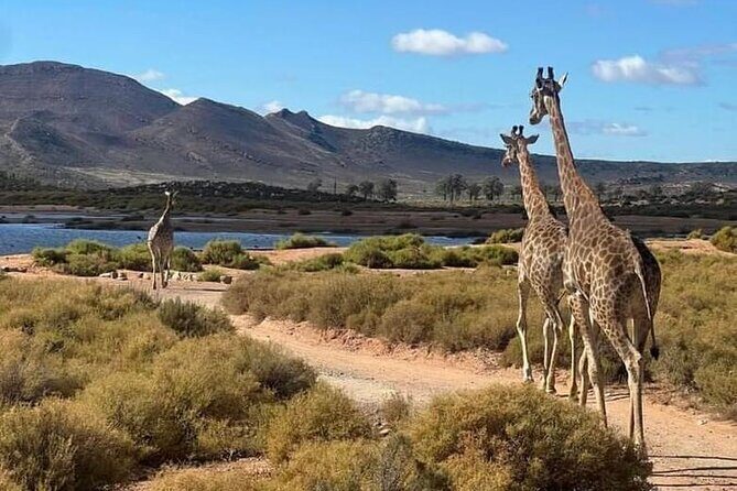Aquila Game Reserve Sunset Safari - Who should book this sunset safari (and who might want something else)