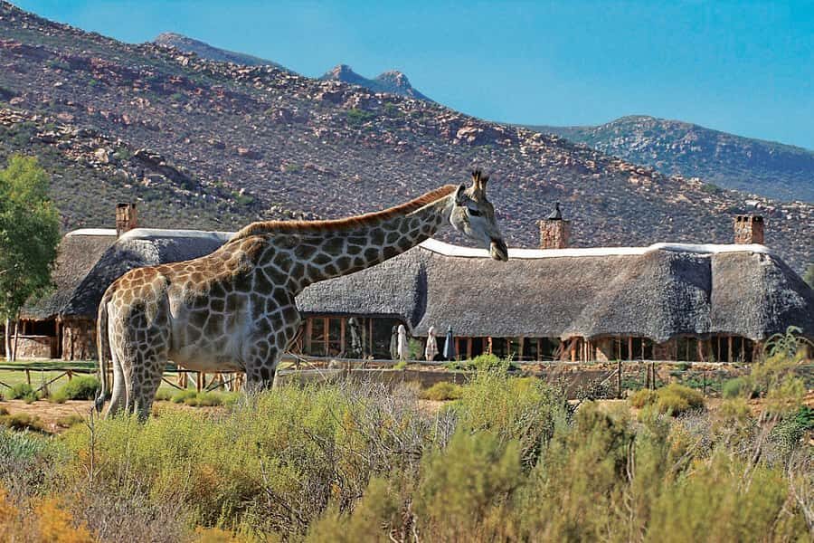 Aquila Reserve: Private Day Tour with Shared Game Drive - Why Aquila Private Game Reserve makes a strong Cape Town safari day