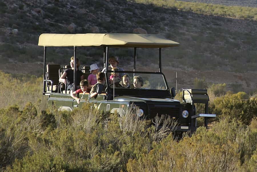 Aquila Reserve: Private Day Tour with Shared Game Drive - The shared open-top 4x4 game drive: what it feels like and how to get better sightings