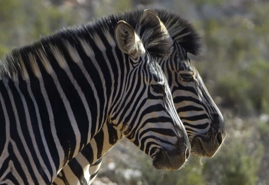 Aquila Reserve: Private Day Tour with Shared Game Drive - The Paarl Wine Route stop: when a winery fits the day