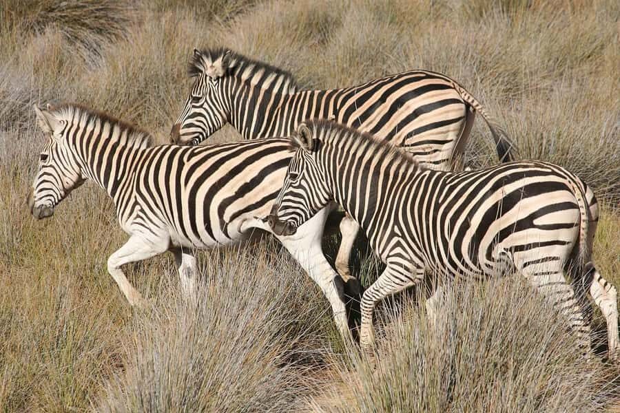 Aquila Reserve: Private Day Tour with Shared Game Drive - Price and value: what you’re really paying for at $308 per person
