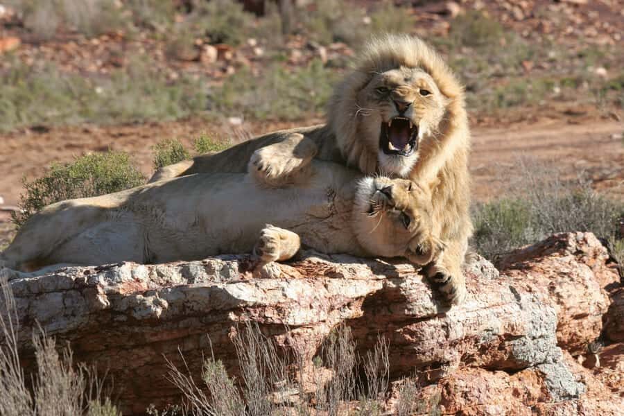 Aquila Reserve: Private Day Tour with Shared Game Drive - Getting to Touwsriver: luxury pickup, fewer headaches, and real timing