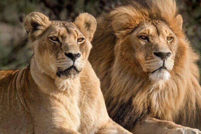 Aquila Reserve Safari with Lunch and Wine Tasting - Aquila Private Game Reserve: welcome drink, lunch, then the game drive