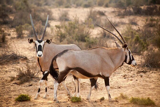 Aquila Reserve Safari with Lunch and Wine Tasting - Buffet lunch at Aquila: vegetarian-friendly and built for a long day