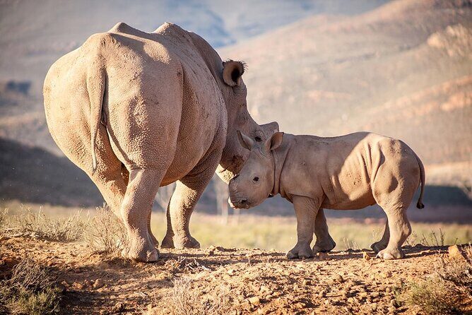 Aquila Reserve Safari with Lunch and Wine Tasting - Price and value: what your $57.24 really buys