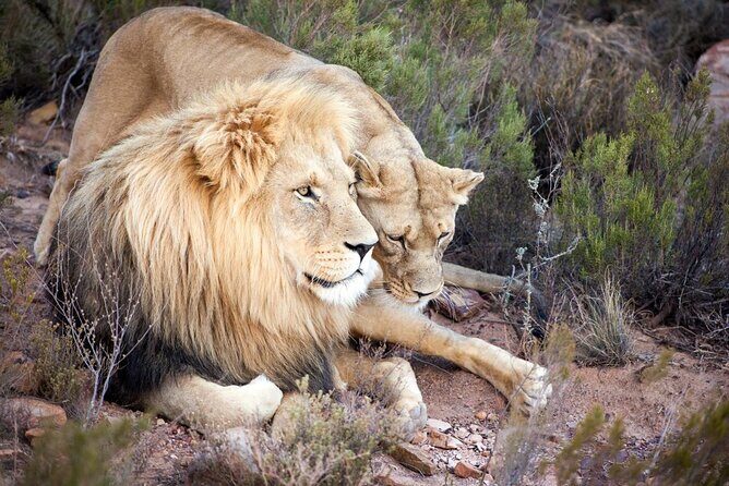 Aquila Reserve Safari with Lunch and Wine Tasting - Who this safari day is best for