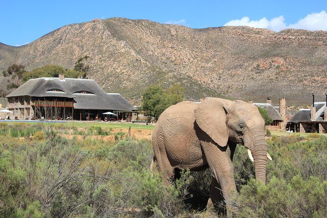 Aquila Safari Game Drive, Lunch & Shared Transfers from Cape Town - What you might see on the game drive (and what you should not promise)