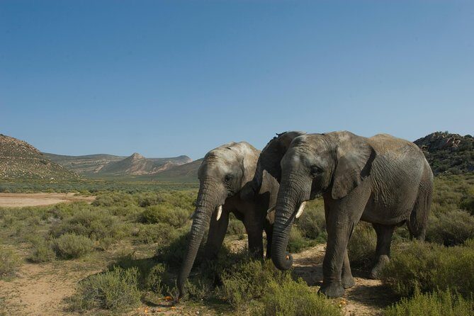 Aquila Safari Game Drive, Lunch & Shared Transfers from Cape Town - How the safari drive feels: open truck views and small-group pacing