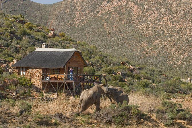 Aquila Safari Game Drive, Lunch & Shared Transfers from Cape Town - Fairview Winery wine and cheese: the easy win on the return