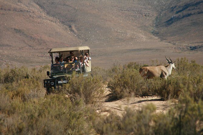 Aquila Safari Game Drive, Lunch & Shared Transfers from Cape Town - Price and value: is $258.89 per person fair?
