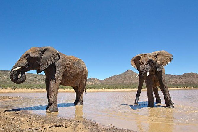 Aquila Safari Game Drive, Lunch & Shared Transfers from Cape Town - Aquila arrival: welcome drink, lunch, then the safari begins