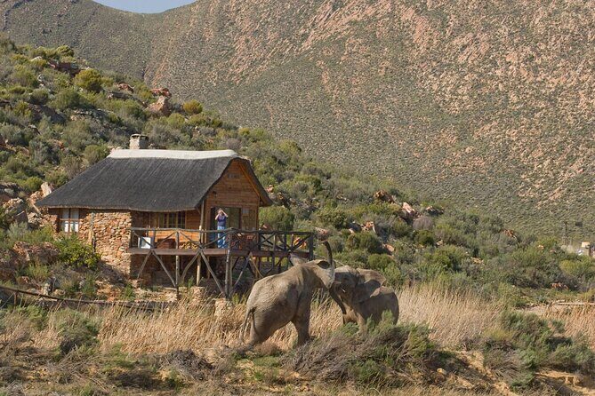 Aquila Safari Game Drive Lunch & Transfers from Cape Town - Price and logistics: is $239.46 good value?