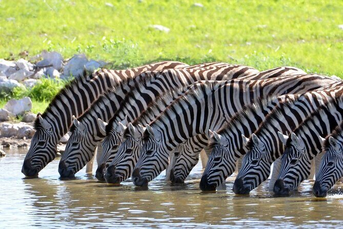 Aquila Safari Game Drive Lunch & Transfers from Cape Town - 6:00 am pickup at CTICC, then a scenic route via Paarl, Rawsonville, and Worcester