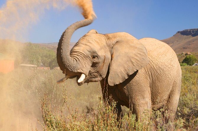 Aquilla BIG5 private Safari Cape Town - Aquila’s Private Reserve: What You Get Close to Cape Town