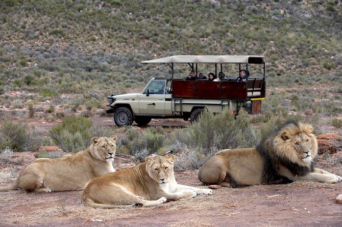 Aquilla BIG5 private Safari Cape Town - Price, Timing, and What Makes It Worth $231.26