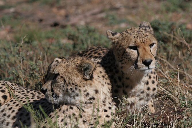 Aquilla BIG5 private Safari Cape Town - The Guide Factor: Tingo’s History-and-Culture Style