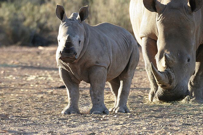 Aquilla BIG5 private Safari Cape Town - Private Tour Setup: Comfort, Pace, and Small-Group Value