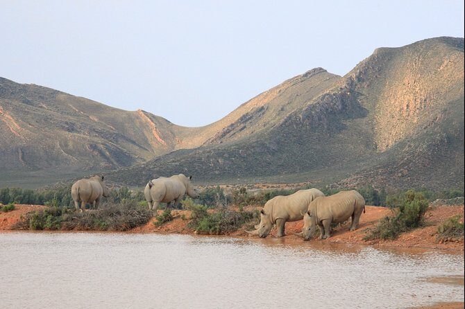 Aquilla BIG5 private Safari Cape Town - Who This Safari Suits Best (And Who Might Want Something Else)