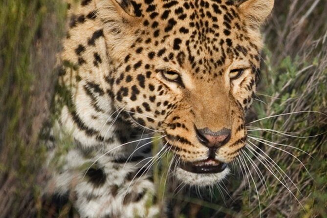 Aquilla BIG5 private Safari Cape Town - Should You Book Aquila BIG5 Private Safari Cape Town?