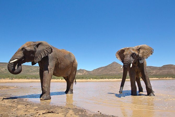 Aquilla BIG5 private Safari Cape Town - The 4x4 Safari Drive: How to Read the Experience