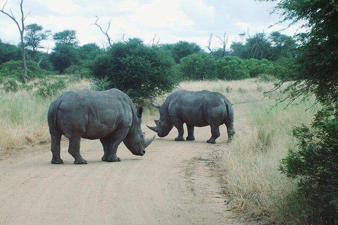 Bathongo Rhino & lion park nature reserve tour - Why this Rhino & Lion tour works so well from Johannesburg
