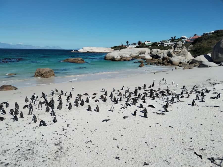 Beach Day at Boulder's Beach & Penguin watching, Half Day - Chapman’s Peak Drive (Chappies): the road you’ll want to photograph