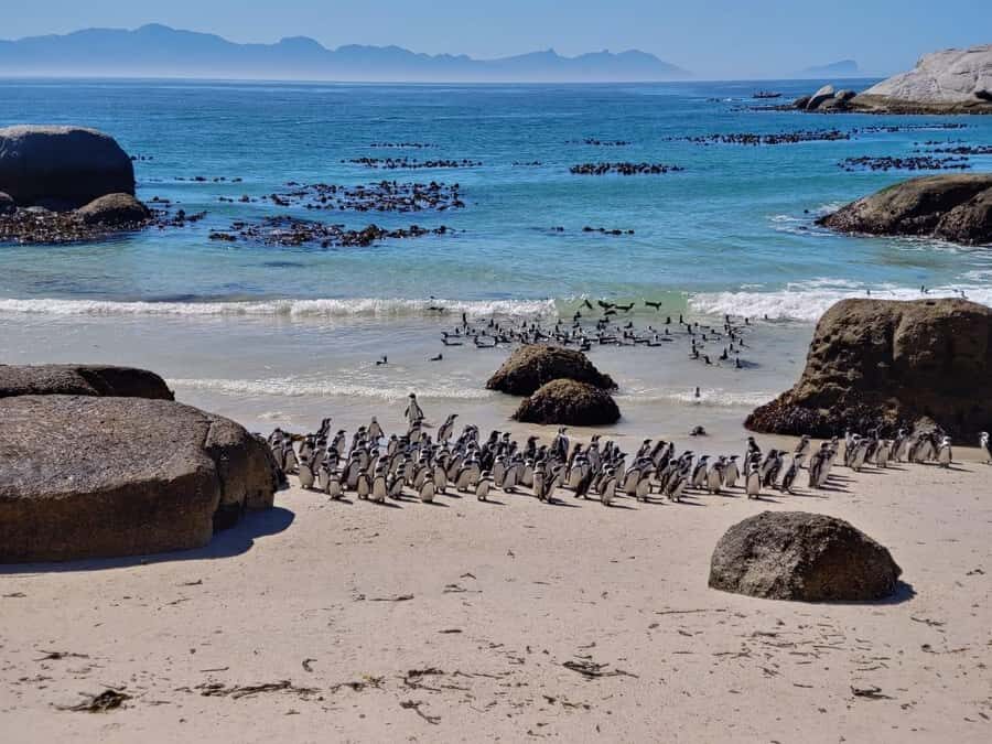 Beach Day at Boulder's Beach & Penguin watching, Half Day - Maiden’s Cove and Camps Bay: your Twelve Apostles photo moment