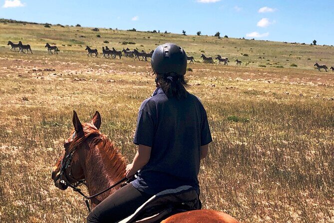 Beach Horse Ride in Yzerfontein, Western Cape - Wildlife spotting: what you might see along the way