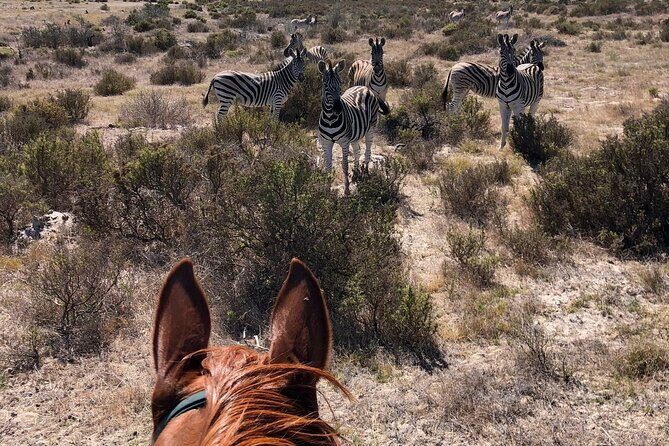 Beach Horse Ride in Yzerfontein, Western Cape - Photos, videos, and how to make the day feel real