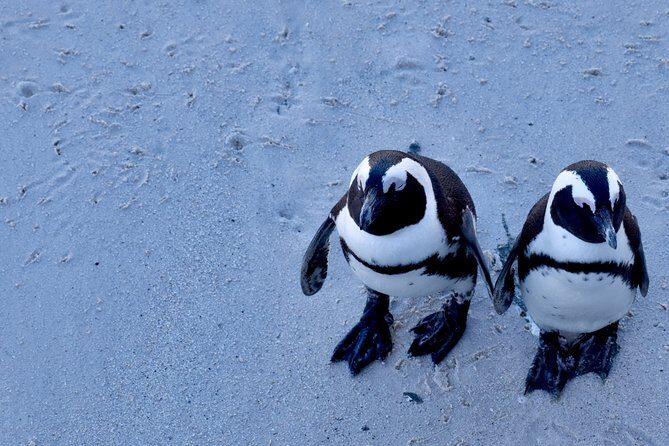 Best of Cape Town Cape Point and Wineries Combined Private Tour - Simon’s Town and Boulders Beach Penguin Colony for Real-World Photo Time