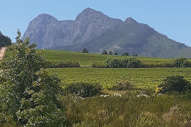 Best Of The Cape 8 Hour Private Tour - Stellenbosch Winery Segment: Two Estates and Two Tastings