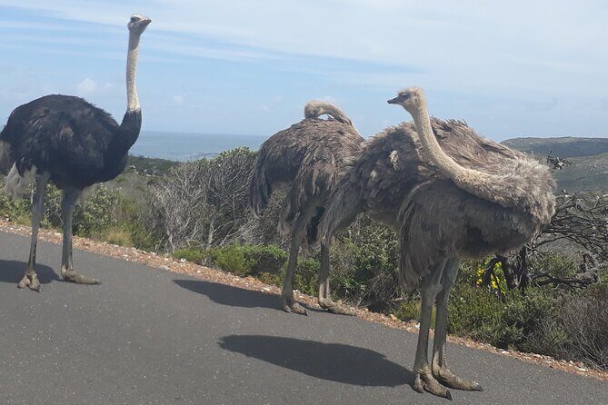Best Of The Cape 8 Hour Private Tour - Chapman’s Peak Drive: 10 Minutes for the Best Ocean-with-Mountains Photos