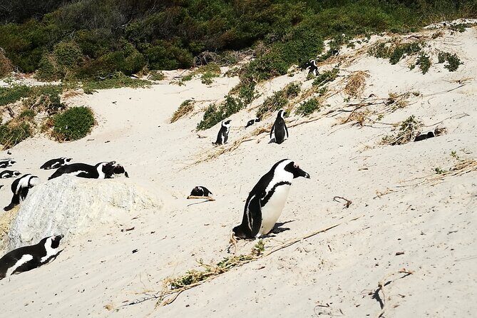 Best of the Cape Full Day Private Tour - Boulders Beach penguins: one hour to see the colony