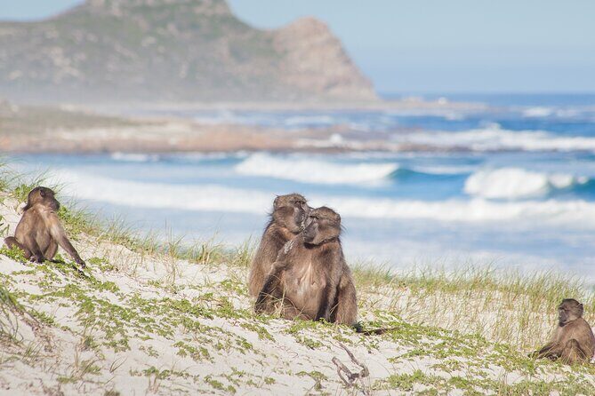 Best of The Cape Full Day Private Tour with Table Mountain - Atlantic Seaboard Photos: Clifton, Camps Bay, and Chapman’s Peak