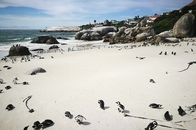 Best of the Cape Full Day Private Tour - Price and value: what you’re paying for (and what’s extra)
