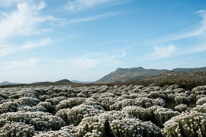 Best of the Cape Peninsula Private Tour - Lunch Choices and How to Make Them Work
